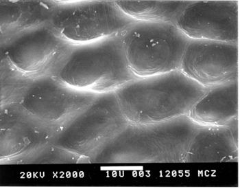 Media type: image; Herpetology R-17736